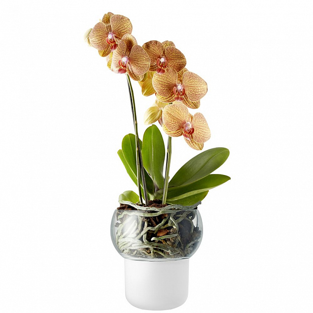 Горшок для орхидеи с функцией самополива Orchid Pot, малый, белый с логотипом в Ставрополе заказать по выгодной цене в кибермаркете AvroraStore